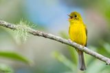Citrine Canary-flycatcher 