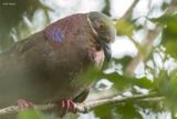 Amethyst Brown-Dove 
