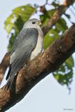 Chinese Goshawk