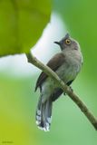 Yellow-wattled Bulbul 