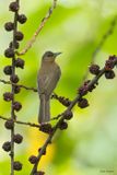 Zamboanga Bulbul 