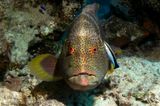 Yellow-edged Lyretail  -  Variola louti