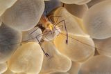 BUBBLE CORAL PRAWN