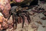 Two-spines spiny lobster (Panulirus penicillatus)	