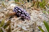 Phyllidiella pustulosa