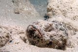 Devil scorpionfish Scorpaenopsis dibolus