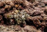 Reticulated Filefish ( Stephanolepsis diaspros) Mediterranean
