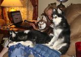 Chair Full