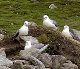 Fulmars, arent they?