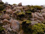 What grows here