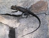 Eastern Water Dragon