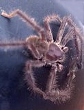 Huntsman in a warm place