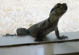 Eastern Water Dragon