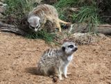 Two meerkats