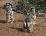 Three meerkats