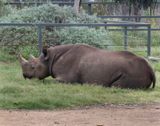 Black Rhino