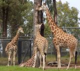 Four giraffes