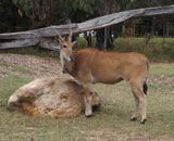 Eland