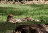 Cheetah