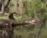 Gibbon