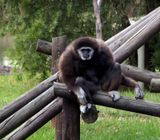 Gibbon