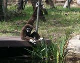 Gibbon