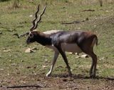 Blackbuck