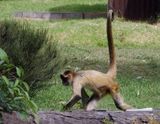 Spider monkey