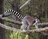 Ring-tailed Lemur