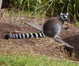 Ring-tailed Lemur