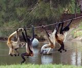 Spider monkeys as acrobats