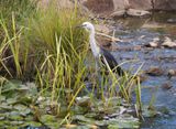 Heron in a Japanese Garden