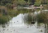 Japanese Garden