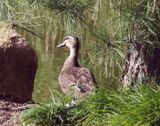 Duck posing