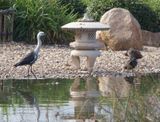Japanese Garden
