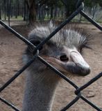 Emu