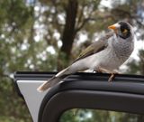Noisy miner  Manorina melanocephala