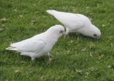Little corellas, Sydney