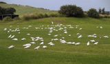 112 Little corellas