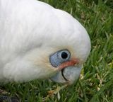 Little corella feeding