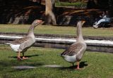 Two Geese