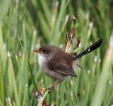 Superb fairy-wren (female), New South Wales