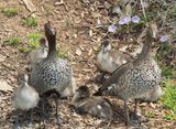 Duck family