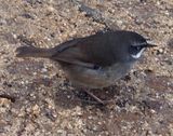 White-browed scrubwren, New South Wales