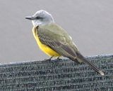White-throated kingbird, Ecuador