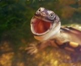 Happy amphybian