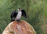 Little pied cormorant, New South Wales
