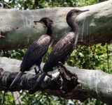 Little cormorant, Sri Lanka