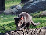 Tasmanian Devil