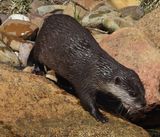 Small-clawed otter